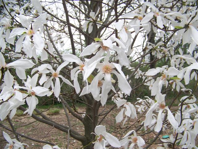 Picture of Magnolia x 'Wadas Memory' Wadas Memory Magnolia