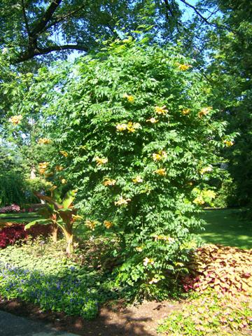 Picture of Campsis radicans 'Flava' Trumpet Creeper