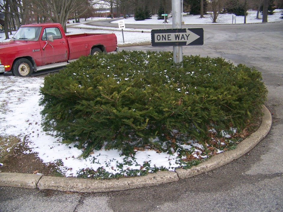 Picture of Taxus x media 'Chadwickii' Chadwick Yew