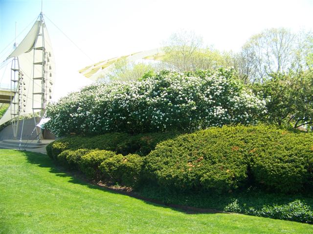 Picture of Viburnum x carlcephalum  Fragrant Snowballbush Viburnum