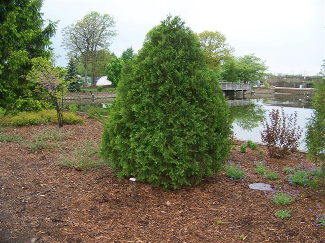 Picture of Thuja occidentalis 'Technito'� Technito Arborvitae