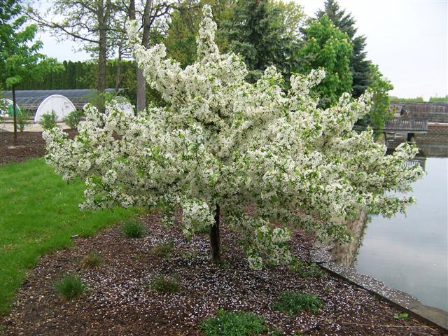 Picture of Malus sargentii 'Firebird'� Firebird Crabapple