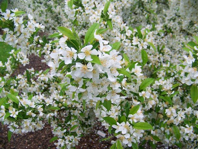 Picture of Malus sargentii 'Firebird'� Firebird Crabapple