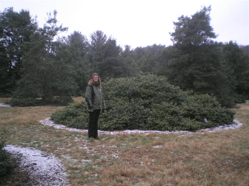 Picture of Ilex opaca 'Maryland Dwarf' Maryland Dwarf American Holly