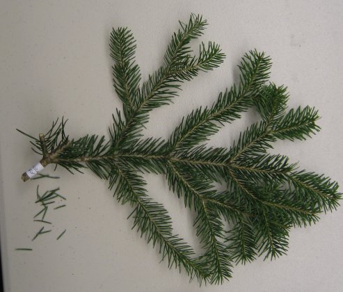Abies cilicica Abies_cilicica_cutting_2.jpg