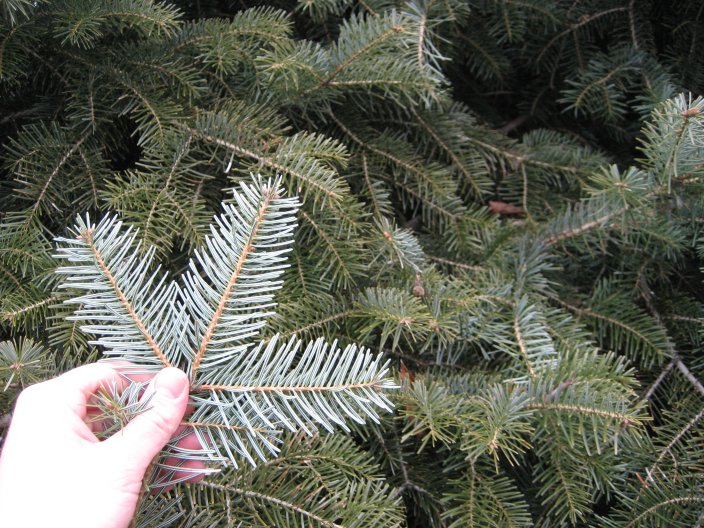 Abies cilicica Abies_cilicica_underside.jpg