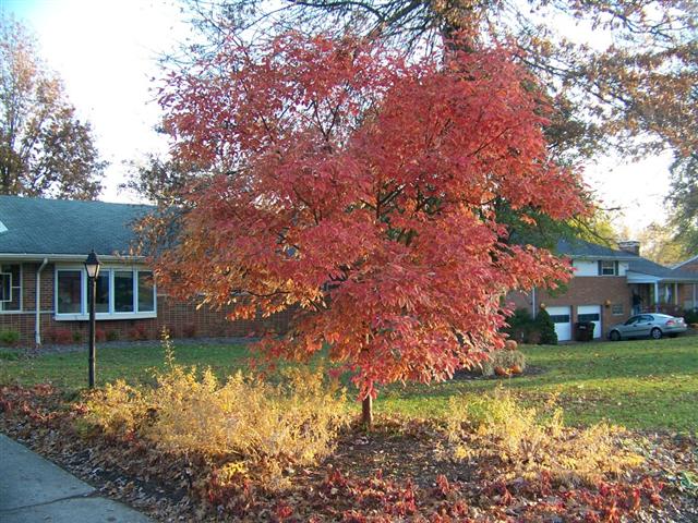 Picture of Acer griseum x nikoense  Girard's Hybrid Maple