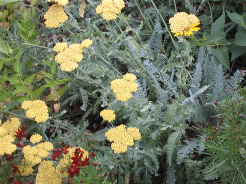 Achillea fillipendulina Achillea_filipendula_flower_and_leaves.JPG