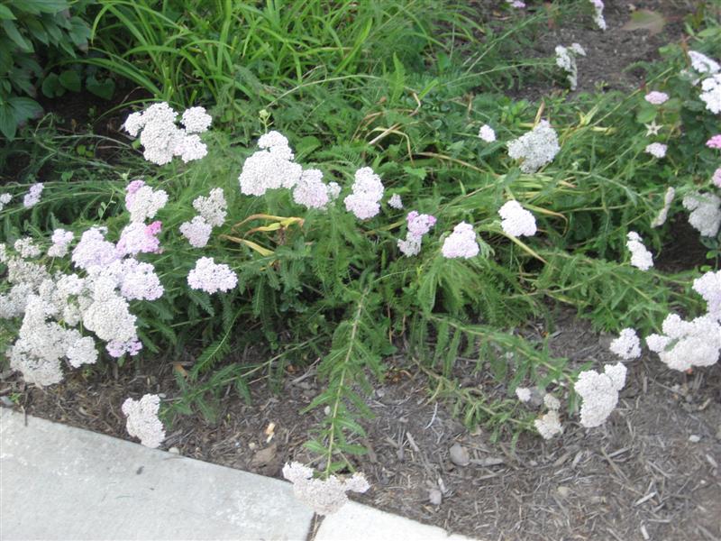 Achillea millefolium Achillea_millifoium_plant.JPG
