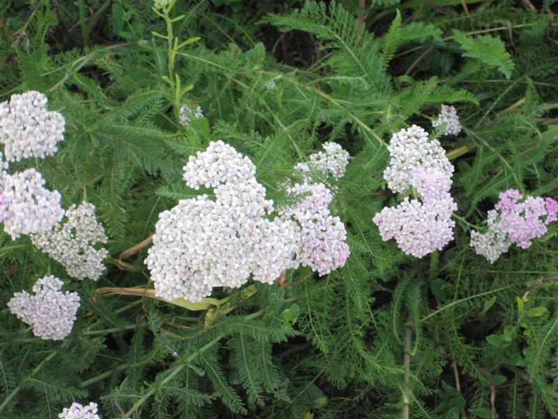 Achillea millefolium Achillea_millifolium_flower.JPG