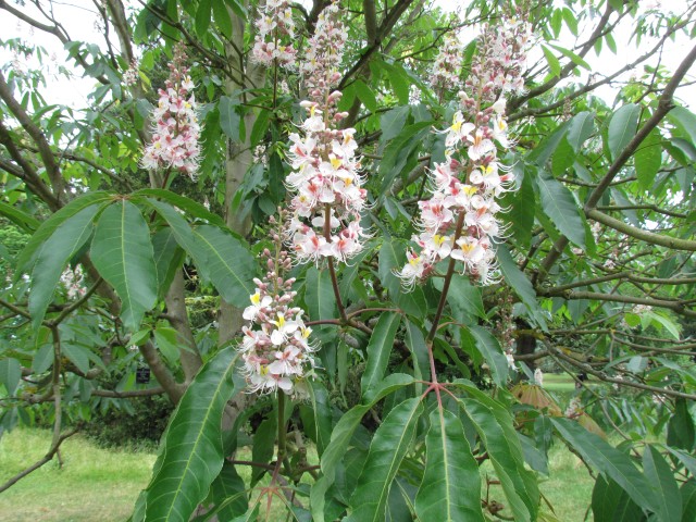Aesculus indica AesculusIndicaSydneyPearceKewFlowers.JPG