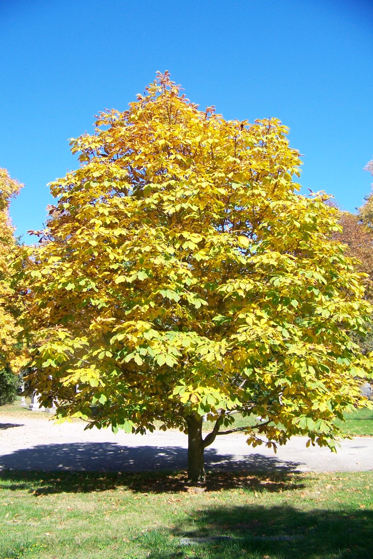 Picture of Aesculus turbinata  Japanese Horsechestnut
