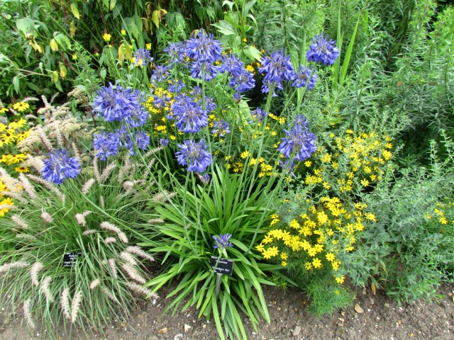 Agapanthus  AgapanthusBressinghamBlueFullCUBG.JPG
