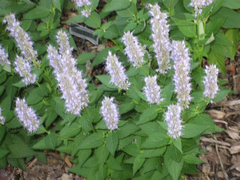 Agastache foeniculum Agastache_foeniculum_top.JPG