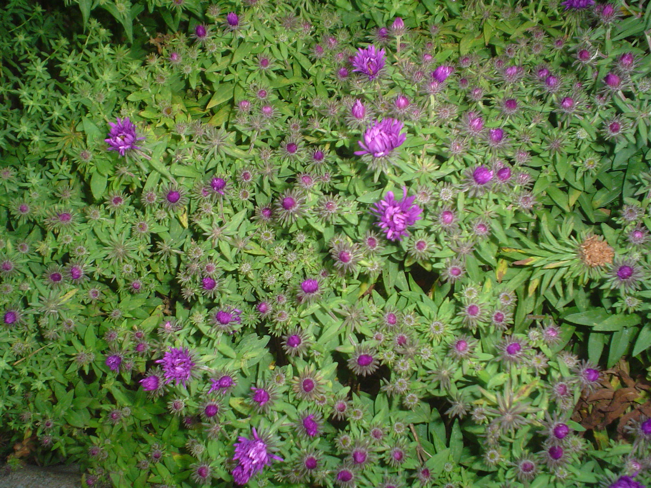 Picture of Aster novae-angliae 'Purple Dome' Purple Dome Aster
