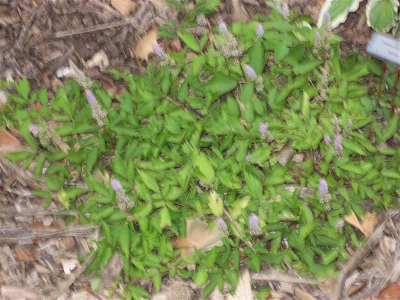 Astilbe chinensis Astilbe_chinensis_flower_leaves.JPG