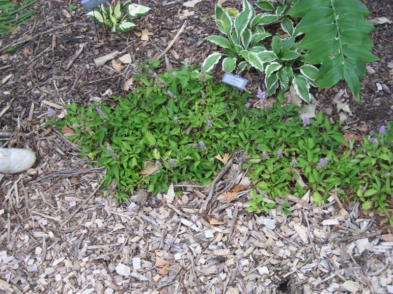 Astilbe chinensis Astilbe_chinensis_medium.JPG