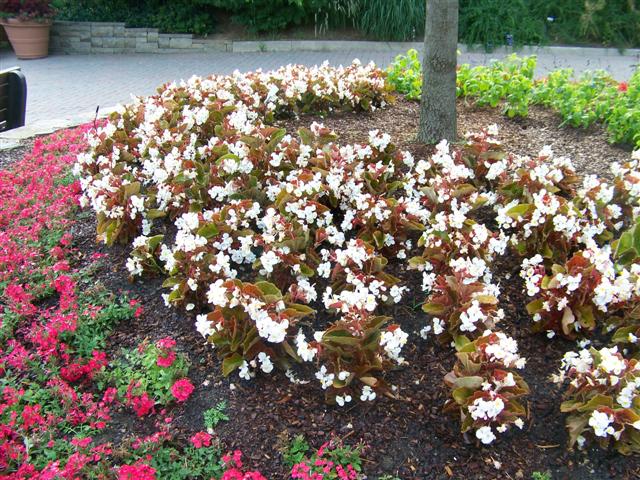 Picture of Begonia hybrida BabyWing� White Bronze Leaf 