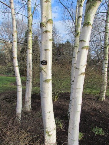 Betula pendula BetulaPendula1.JPG