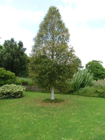 Betula pubescens BetulaPubescensSspTortousaFullCUBG1.JPG