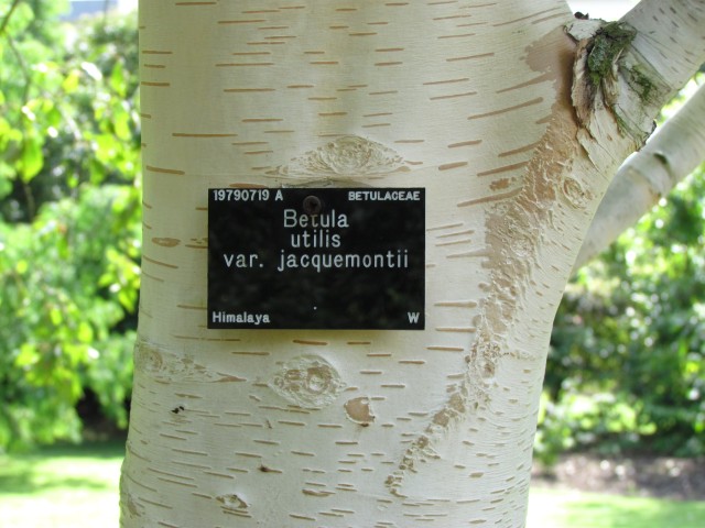 Betula utilis BetulaUtilisJacquemontiiLabelCUBG.JPG