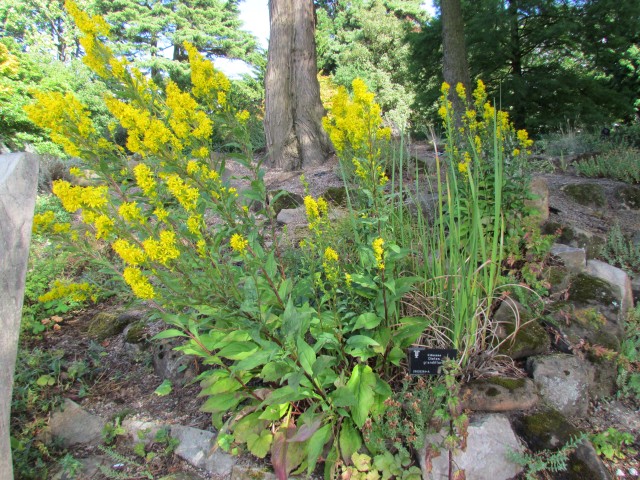 dieles grandiflora BhDeilesGrandiflora.JPG