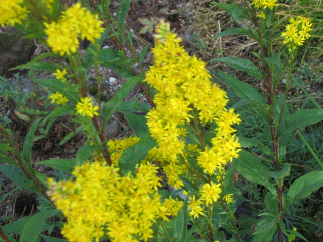 dieles grandiflora BhDielesGrandifloraFlower.JPG