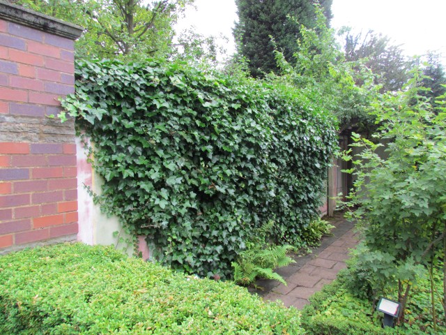 Hendera hibernica BhxHenderaHibernica.JPG