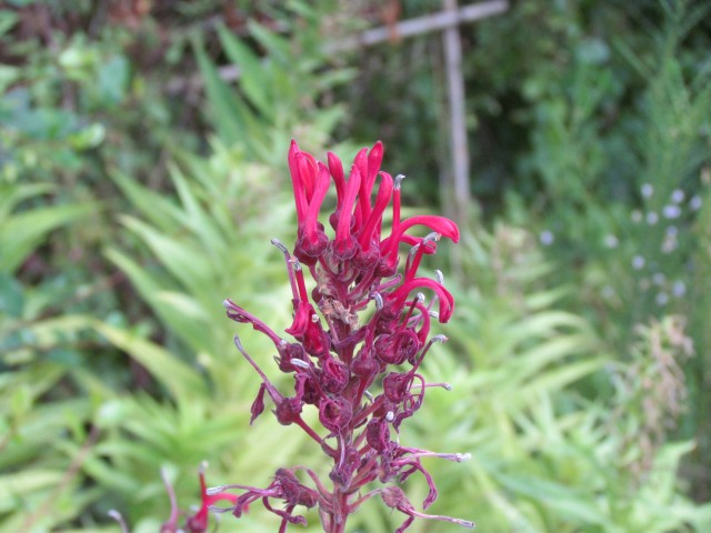 Lobelia tupa BhxLobeliaTupaFlower.JPG