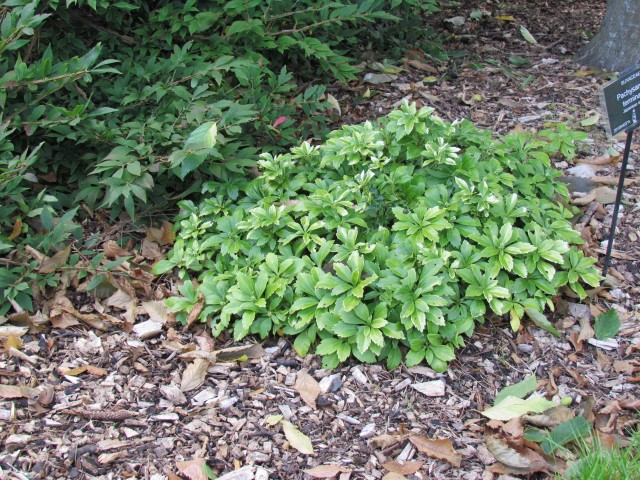 Pachysandra terminalis BhxPachysandraTerminalis.JPG