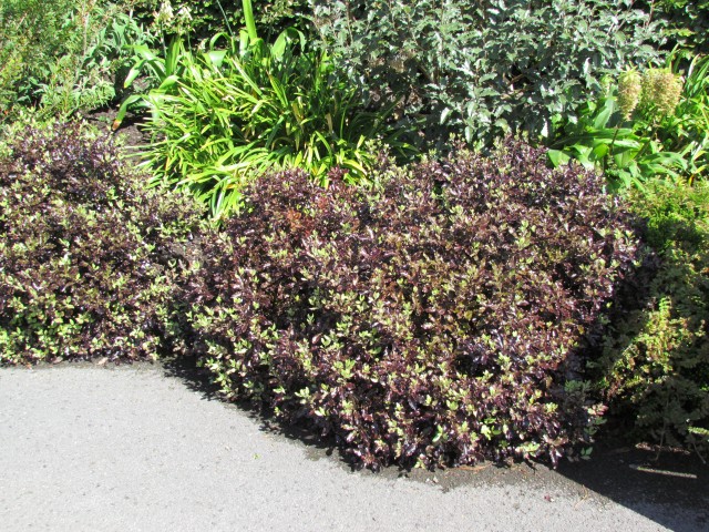 Pittosporum tenuifolium BhxPittisporumTenuifolium.JPG