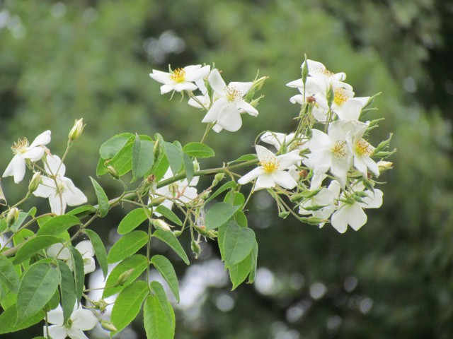 cydonia oblonga BhxQuinceFlowers.JPG