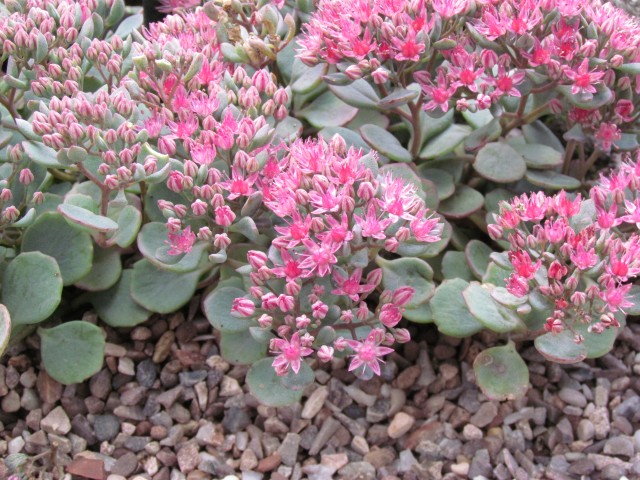 Sedum cauticola BhxSedumCauticolaFlower.JPG