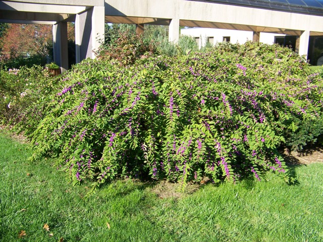 Callicarpa dichotoma Callicarpa.dichotoma.Issai.JPG