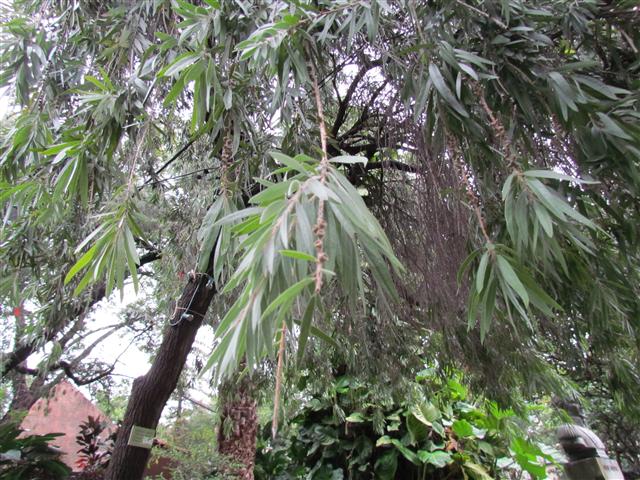 Callistemon viminalis CallistemonViminalisDetail.JPG