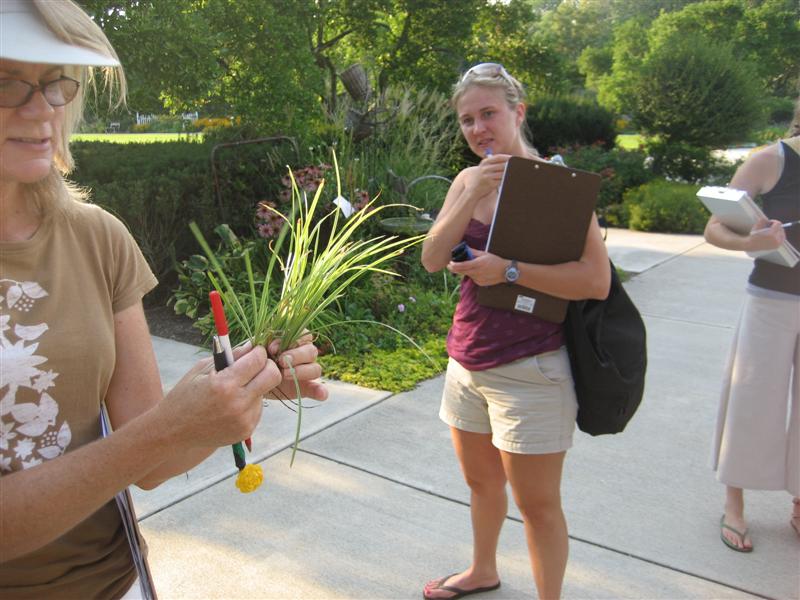 Carex morrowii Carex_morrowwii_upright.JPG