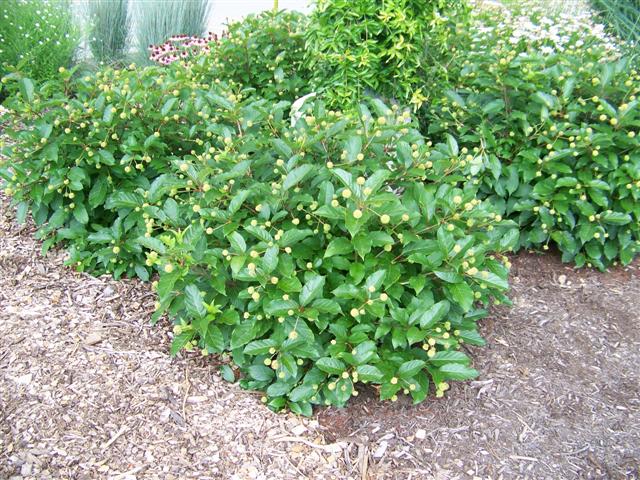 Picture of Cephalanthus occidentalis 'Moonlight Fantasy' Moonlight Fantasy Buttonbush