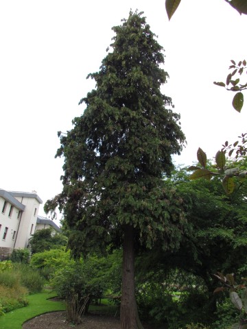 Chamaecyparis lawsoniana ChamaecyparisLawsonianaFullCUBG2.JPG