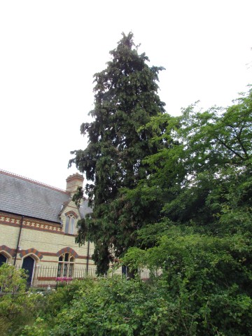 Chamaecyparis lawsoniana ChamaecyparisLawsonianaFullCUBG3.JPG