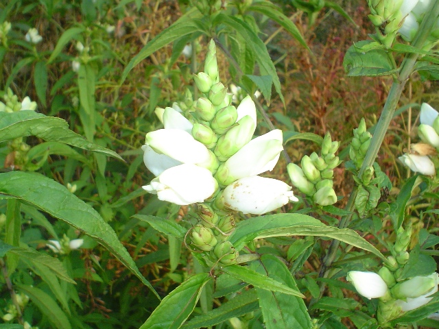 Picture of Chelone glabra 'Black Ace' Turtlehead