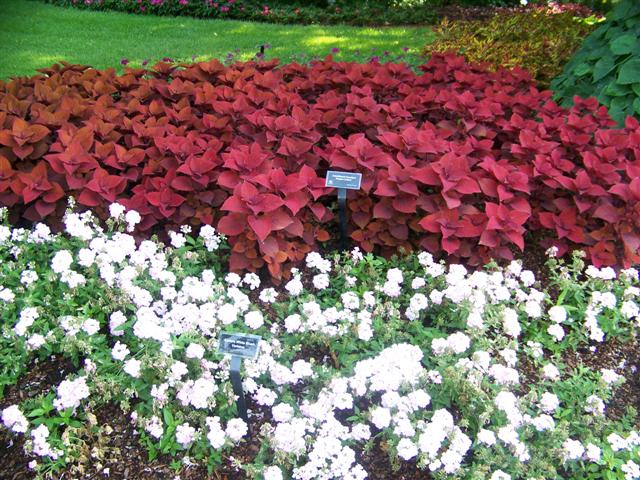 Picture of Solenostemon  Colorblaze� Keystone Kopper� Colorblaze� Keystone Kopper� Coleus