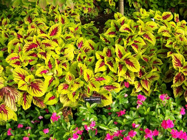 Picture of Solenostemon  scutellariodes 'Kong� Rose' Kong� Rose Coleus