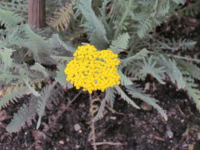 Achillea fillipendulina CopenhagenBGAchilleaFilipendulinaCoronationGoldFlower.JPG