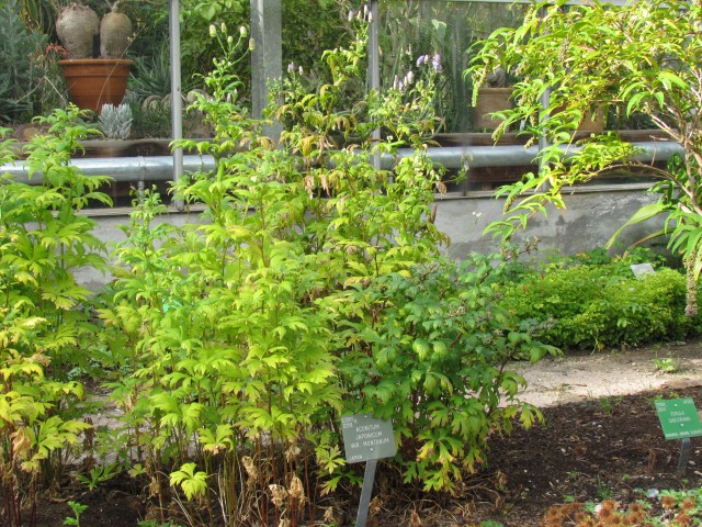 Aconitum japonicum CopenhagenBGAconitumJaponicumVarMontatumPlant.JPG