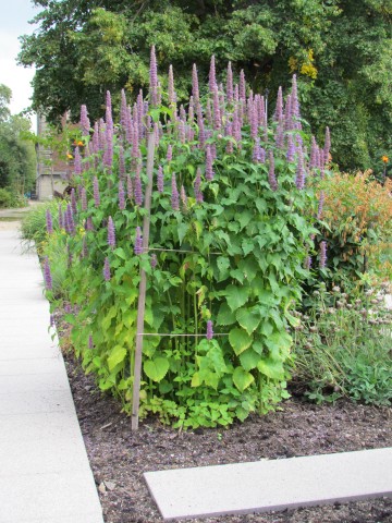 Agastache foeniculum CopenhagenBGAgastacheFoeniculum.JPG