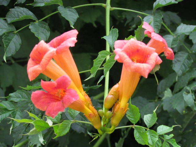 Campsis radicans CopenhagenBGCampsisRadicansFlowerDetail.JPG