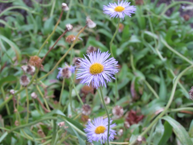 Erigeron formosissimus CopenhagenBGErigeronFormosissimusViscidusFlowerDetail.JPG