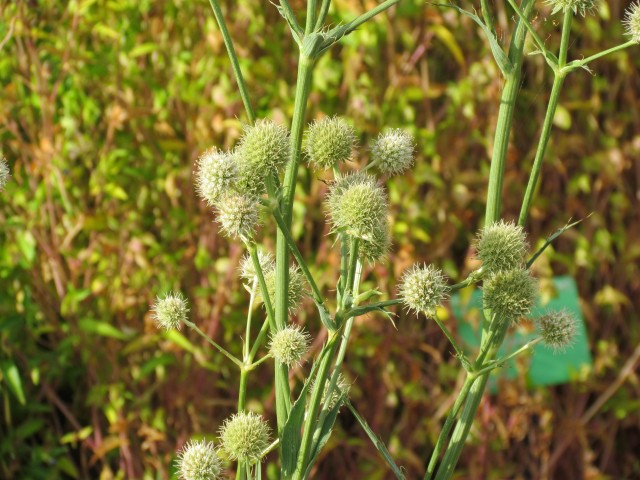 Eryngium yuccifolium CopenhagenBGEryngiumYuccifoliumFlowerhead.JPG