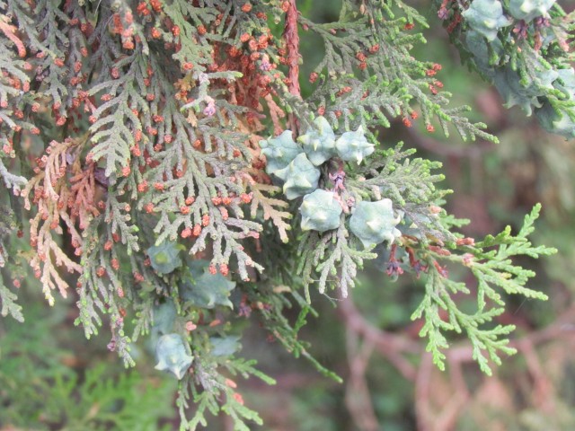 platycladus orientalis CopenhagenBGPlatycladusOrientalisDetail.JPG