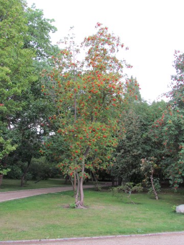 Sorbus aucuparia CopenhagenBGSorbusAucucarpa.JPG